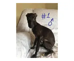 5 Italian Greyhound puppies available - 2
