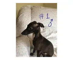 5 Italian Greyhound puppies available - 3
