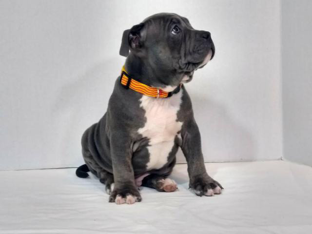 UKC American Bully Puppies for Sale in Knoxville