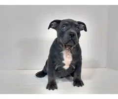 UKC American Bully Puppies for Sale - 6