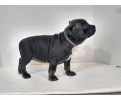 UKC American Bully Puppies for Sale - 8