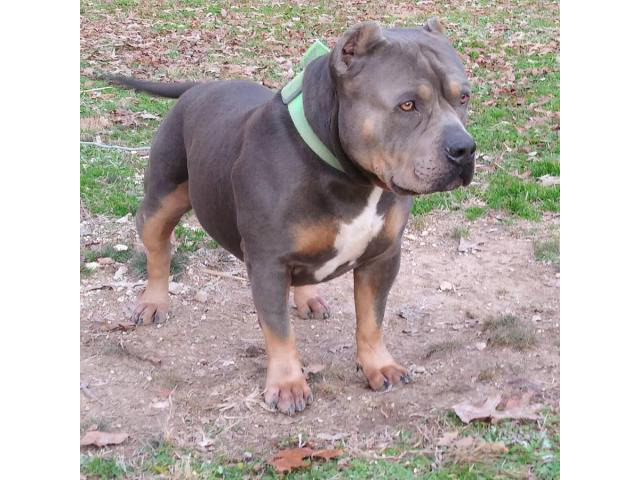 UKC American Bully Puppies for Sale in Knoxville