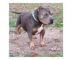 UKC American Bully Puppies for Sale - 11