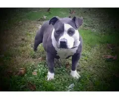 UKC American Bully Puppies for Sale - 12