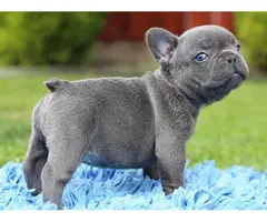 French Bulldog for sale - 1