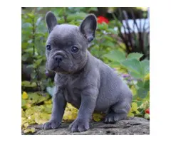 French Bulldog for sale - 2