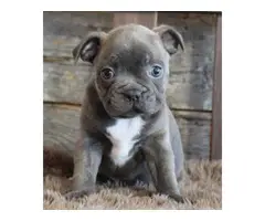 French Bulldog for sale - 3