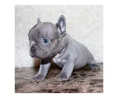 French Bulldog for sale - 4