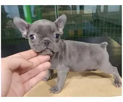 French Bulldog for sale - 5