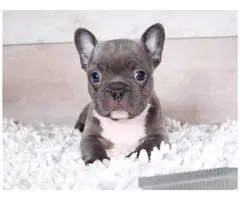French Bulldog for sale - 6