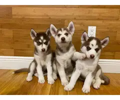 3 Adorable Husky puppies for sale