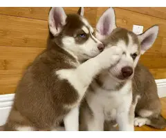3 Adorable Husky puppies for sale - 2