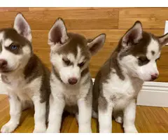 3 Adorable Husky puppies for sale - 3