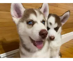 3 Adorable Husky puppies for sale - 4