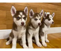 3 Adorable Husky puppies for sale - 5