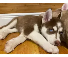 3 Adorable Husky puppies for sale - 6