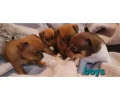 Chiweenie for sale