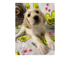 Goldendoodle puppy - 2