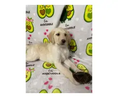 Goldendoodle puppy - 4