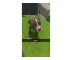 9 Pitbull XL puppies for sale - 8