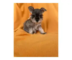 7 Miniature Schnauzer puppies - 1