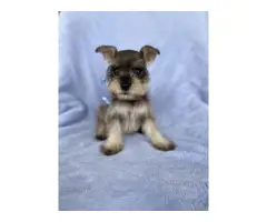 7 Miniature Schnauzer puppies - 2