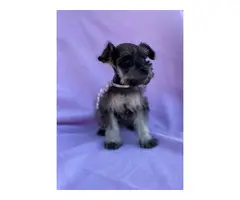 7 Miniature Schnauzer puppies - 6