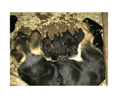 German Shepherd Puppies  AKC Champion bloodline $850