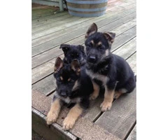 German Shepherd Puppies  AKC Champion bloodline $850 - 4