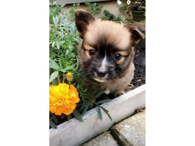2 pomchi puppies for sale Portland - Puppies for Sale Near Me