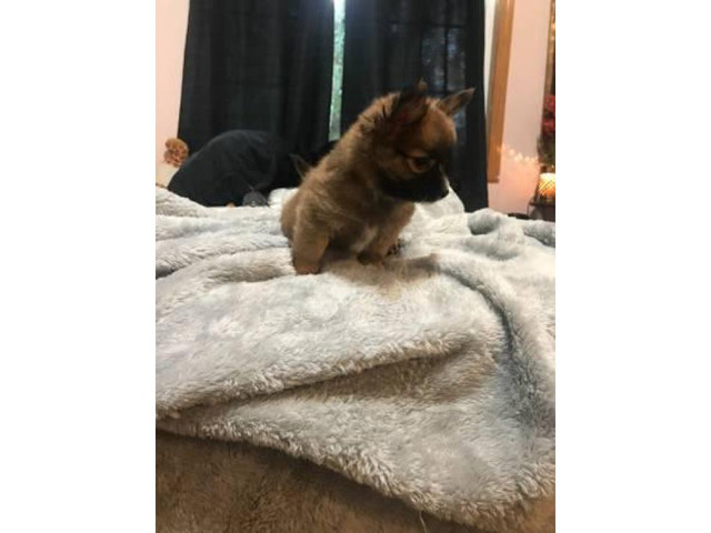 2 pomchi puppies for sale in Portland, Oregon - Puppies ...