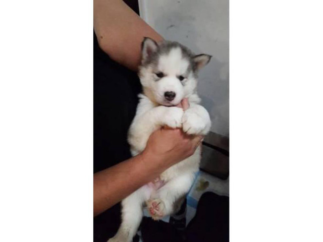 5 Pure breed huskies in Buffalo, New York Puppies for