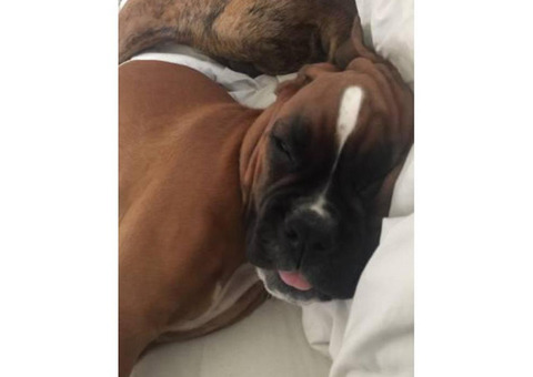Beautiful AKC registered European Boxer with champion show bloodline