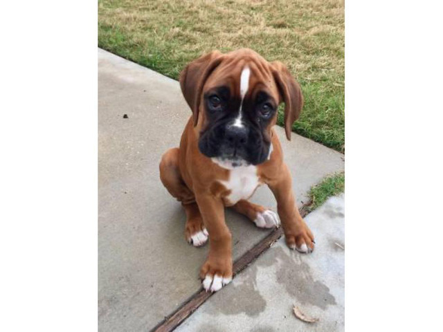 Beautiful AKC registered European Boxer with champion show