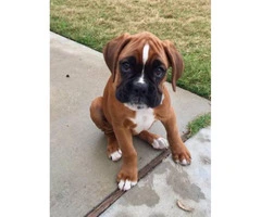 Beautiful AKC registered European Boxer with champion show bloodline - 2