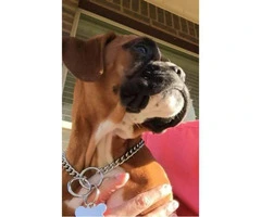 Beautiful AKC registered European Boxer with champion show bloodline - 3