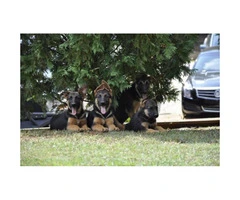 German Shepherd puppies $850 - 3
