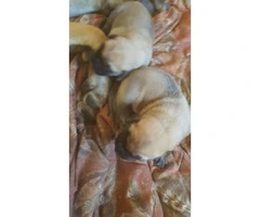 Sweet adorable English mastiff puppies available - 2