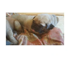 Sweet adorable English mastiff puppies available - 3