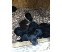 AKC Labrador Retriever puppies 6 males and 1 female left