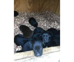 AKC Labrador Retriever puppies 6 males and 1 female left - 2