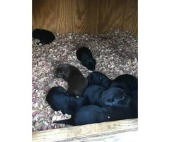 AKC Labrador Retriever puppies 6 males and 1 female left - 3