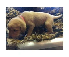 Red and Black Labradors for Sale - 3