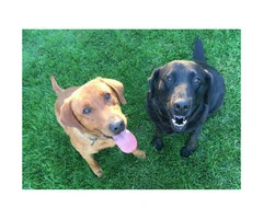 Red and Black Labradors for Sale - 5