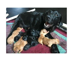Red and Black Labradors for Sale - 6