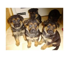 Male and Female German Shepherd puppies for sale