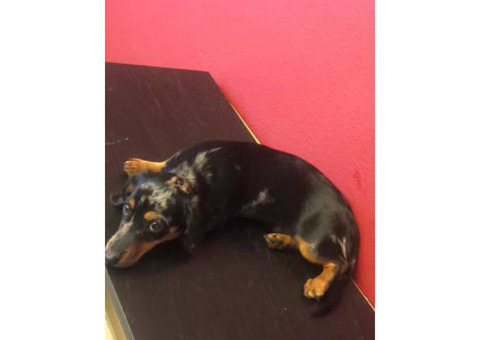 16 weeks old cute little dachshund puppy