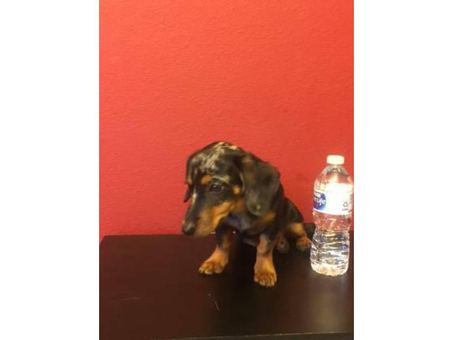 16 weeks old cute little dachshund puppy in , Ohio - Puppies for Sale