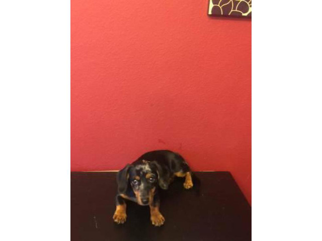 16 weeks old cute little dachshund puppy - Puppies for Sale Near Me