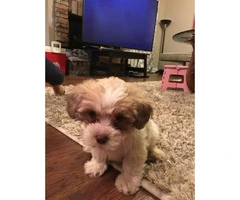 Beautiful Shihtzu/Poodle male 4 months old